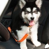 강아지 차량용 안전벨트 애견 안전밸트, 자주색