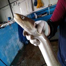 싱싱 가리비 당일발송, 1개, 바다장어3kg중짜(4인분)