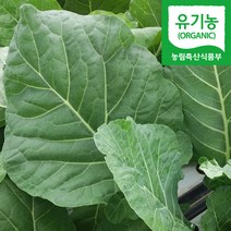 담양 유기농 케일 즙용 녹즙용, 1박스, 3kg