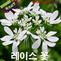 (희귀씨앗) 오를라야 (레이스꽃 Orlaya grandifolia) 5립, 1세트
