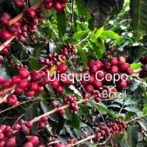 [위트러스트] 브라질 위스키 코푸 500g Brazil Uisque Copo/ 스페셜티 커피 원두, 홀빈