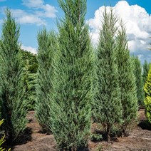 스카이로켓 나무 묘목 3년생 5호사각포트묘 30-40cm내외 주니프러스, 1개