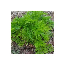 울릉도 전호 나물 2년생 종근(모종)10주 - 미나리(SG)