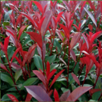 (성실D)홍가시(레드로빈) 삽목2년 6그루