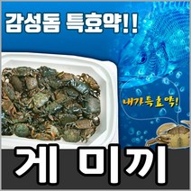 낚시방 게미끼 감성돔미끼 감성돔낚시