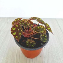 타이거베고니아 베고니아 키우기쉬운, 365바운스 본상품선택