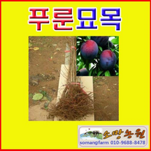 (G소망)푸룬프룬(스위트산)서양자두 접목1년1그루