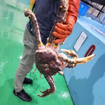 킹크랩 레드킹클랩 찜작업한(자숙) 활 킹크랩 기준 1마리( 2kg이상 2.5kg이하 ), 1개
