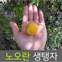 국산 탱자 열매 노란탱자 생탱자 생지실 1kg 민가없는 청정산골