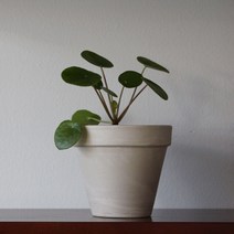 필레아페페 소품 인테리어식물 실내공기정화식물 필레아 페페식물, 필레아페페+독일토분(오리지널)