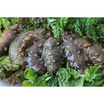 통영 해삼 자연산 500g 참해삼 제철