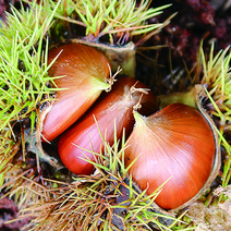 햇밤깐밤공주생밤 공주맛밤 정안알밤, 공주 정안 햇밤 2kg 대
