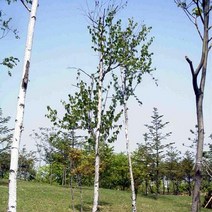 자작나무/실생2년(10주묶음)/묘목/F1901
