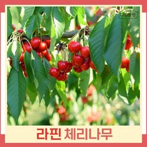 체리나무 묘목 라핀 R3cm 결실주(분) 1개