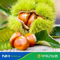 [부여군농협] 굿뜨래 햇 알밤 4kg 대사이즈, 1개