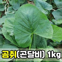 강원도곰취 곰취나물 양구곰취 곤달비 생곰취 취나물 곰취1kg 곰취나물1kg 곰취장아찌, 양구곰취(곤달비) 1kg