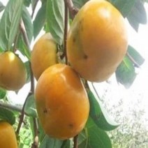 감나무/조추단감/접목1년(2주묶음)/묘목/kk2159, 1개