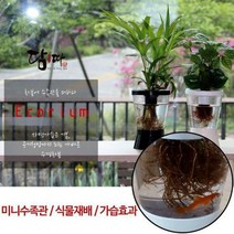 에코리움 수족관화분 미니수족관 수경재배, 화이트