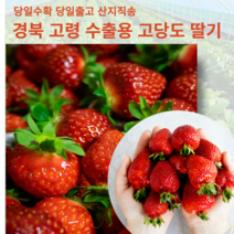 고당도 설향 딸기 경북 고령 수출품 킹스베리 고급딸기 과일선물 임산부 딸기 가정용 선물용, 1팩 900g내외 24-30구 내외