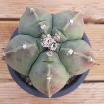 청난봉옥(정가네다육), 8~9cm, 1개