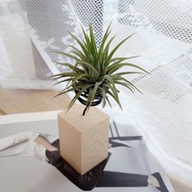 공간안애 DIY 원목 이오난사 화분, DIY 원목 화분 이오난사 식물 포함