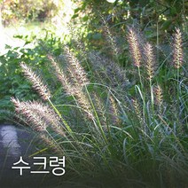 코리아팜 수크령 500g