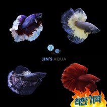 진스아쿠아 하프문 베타 (수컷)