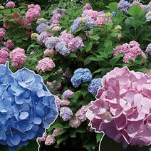 묘목/유럽수국/엔들레스썸머(오리지널 블루) DT 화분 W276, 오리지널