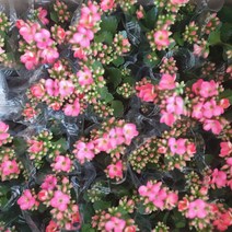 식물도매 대량구매 카랑코에 노블핑크 소품 10~30cm 45, 혼합색상, 1개