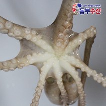 동부수산 살아있는 국산산낙지 한마리 산소포장으로 생존율 up, 1개, 국산활낙지(대) 1마리