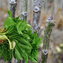 묘목/ 민엄나무[가시없는]근삽1년/3주 KS715, 1개