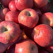 산지직송 경북 안동 사과 부사 사과즙 소과 중과 대과 3kg 4.5kg 9kg, 가정용_부사, 꼬마_4.5kg, 1개