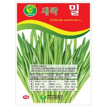 밀 새싹 씨앗 밀씨 캣그라스 50g