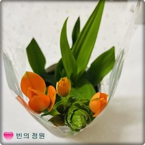 베들레햄별꽃 오소갈륨 꽃화분 화분선물 플랜테리어 반려식물