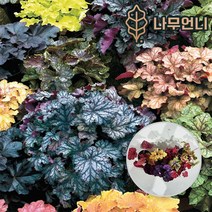 휴케라 14종 10cm포트 15cm포트 나무언니, 베리스무디(2개세트), 4치(10cm)