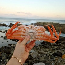 자연맛남 [신선담다] 산지직송 자숙 홍게 3kg 10-12미 수율별, 1. 홍게 3kg (수율50-60%)