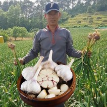서산육쪽마늘 대서마늘 장아찌용 마늘 6쪽 통마늘, 서산 황토밭 대서마늘 중 3kg