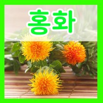 감초 씨앗 5g 감초씨 한방 약초 종자 파종 재배 키우기