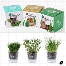 (신0363979) 반려묘 고양이풀 식물 재배 귀리 밀 캣잎 택1 캣닢 캣그라스 캣그라스 재배 세트 캣잎, s[귀리]s