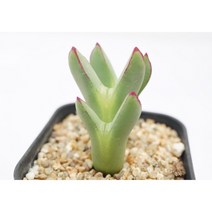 빌로붐 피카츄3두 -0814 아프리카식물 다육식물 미니식물 소형식물 키우기좋은식물 키우기쉬운식물 코노피튬 귀여운식물 리톱스 희귀한식물 테라리움 다육이DIY 에이플랜트