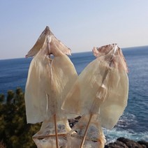 딱딱하지 않은 마른오징어 20마리, 마른오징어 20마리 (1.2kg 내외)