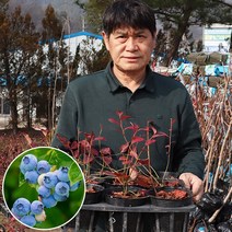 왕 블루베리 나무 묘목 레가시 듀크 레카 스틸라 블루레이 스타 프리마돈나, 레가시 2.5년생, 1개