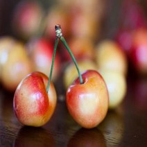 체리나무(레이니어)(기세라6대목)접목1년/묘목/b0261