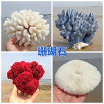 철갑상어키우기 구피암컷 베타암컷 천연 산호 화초 돌패각 소라껍데기 조경 가구 장식, 48 블랙
