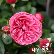[나무인] 사계피스줄장미 다빈치(분홍)