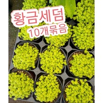 황금세덤 10개묶음/연두색 따글따글 다육식물, 10개