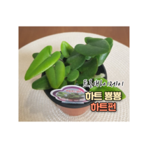 트리바이제이 하트펀 실내공기정화식물 거실화초