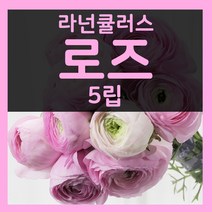 꽃씨몰 꽃씨 봄 파종 여름꽃씨 가을 노지월동 다년생 야생화 양귀비 종자 꽃씨앗, 229.라넌큘러스 로즈 5립(다년생)
