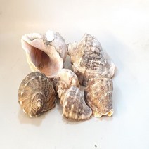 소라껍질 [1개] 은신처 산란상