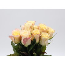 피치색 장미 생화택배 (고속터미널꽃시장 직배송) 꽃예꽃, 취소처리(취소선택시 다른꽃변경불가), 금~일요일 구매시 (화요일 도착)